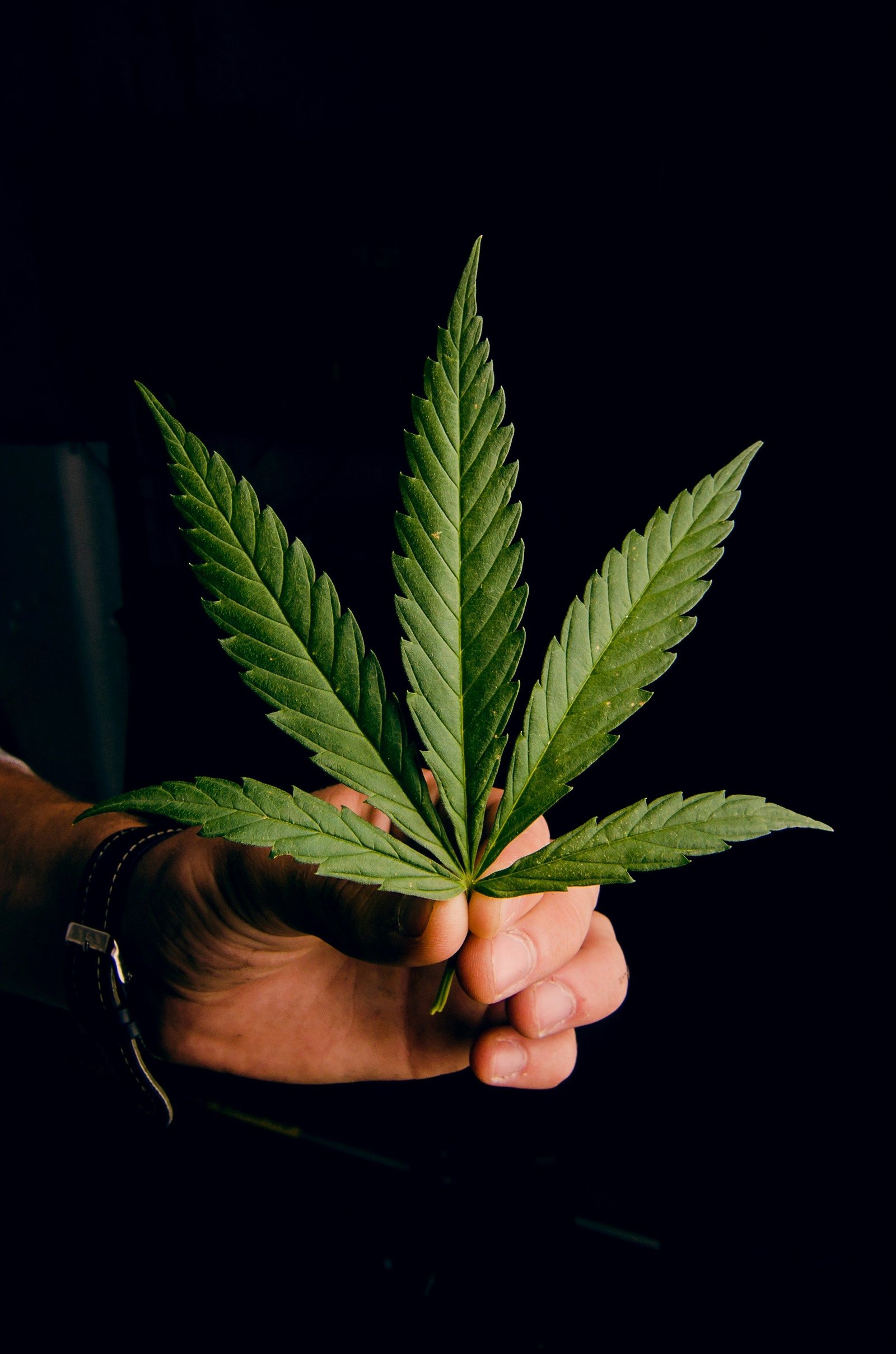 Cannabis